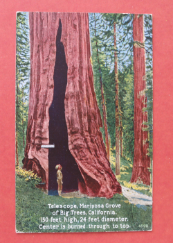 Ansichtskarte AK Telescope Mariposa Grove of Big Trees CA Kalifornien 1910-1940 Baum Wald Naturschutz Park Ortsansicht USA Amerika Vereinigte Staaten